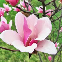 Magnolia Bloom