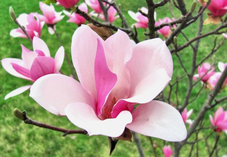 Magnolia Bloom - bloom, magnolia, nature, bud, spring, flower