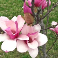 Magnolia Blooms