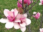 Magnolia Blooms