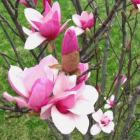 Spring Magnolia Blooms