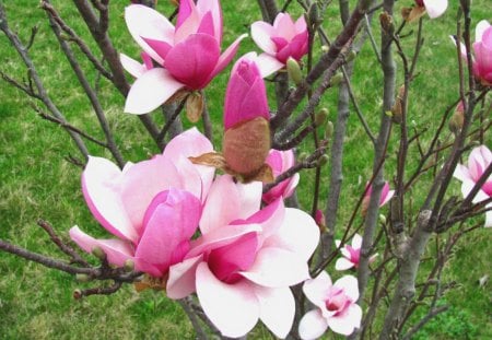 Spring Magnolia Blooms - flowers, magnolia, blooms, buds, spring