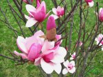 Spring Magnolia Blooms