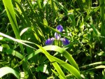 lonely purple flower