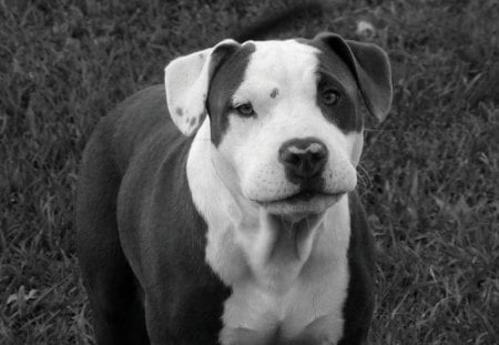 zeno the puppy - pitbull, black and white, puppy, dogs