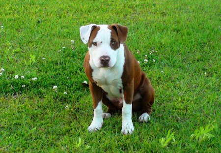 zeno puppy 2 - cute, dog, puppy, pitbull