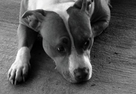 butter the dog - dog, black and white, lying down, pitbull