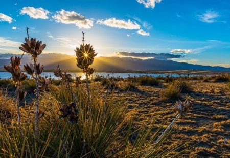 wonderful sunbeams through flowers - lake, sunbeams, flowers, bushes, shore