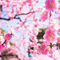 Pink Spring Flowering