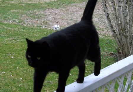 Cat Walk - black, white, green, grass, cat