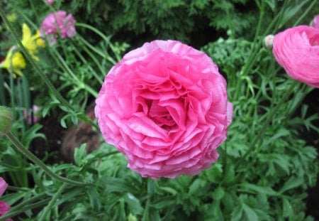 Portrait of Flowers 11 - garden, ranunculus, pink, flowers, photography, green