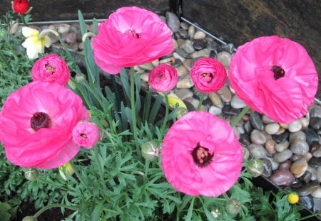 Portrait of Flowers 12 - pink, photography, green, flowers, garden