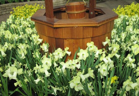 Portrait of Flowers 17 - yellow, photography, green, daffodils, flowers, garden