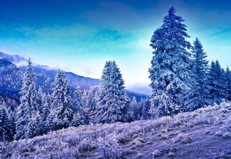 wondrous forest on a hill in winter hdr - hill, evergreen, mountain, forest, winter, hdr