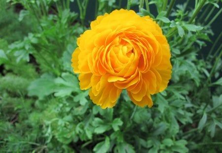 Portrait of Flowers 19 - yellow, photography, green, orange, flowers, garden