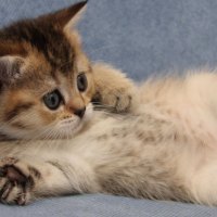 Kitty surpised