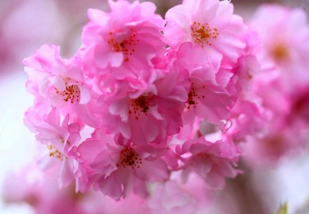 PINK FLOWERS - flowers, spring, pink, macro