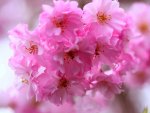 PINK FLOWERS