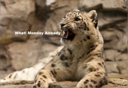 Mondays - here, leopard, angry, monday, already