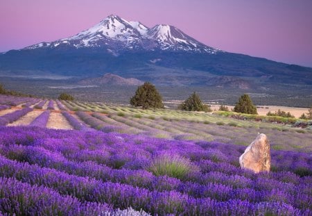 Lavender field - summer, wallpaper, fuji, lavender field, morning, field, lavender, nature, sunset, mountain, mountains, purple, evening, spring, hd, sky, fields, colors, distance, dawn