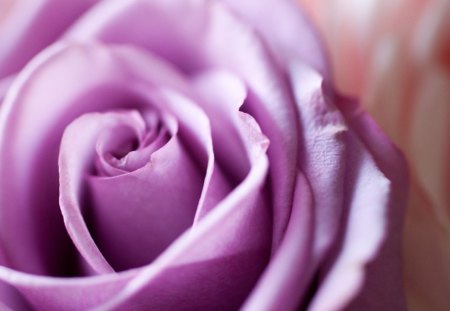 Purple Rose - flower, purple, nature, rose