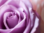 Purple Rose