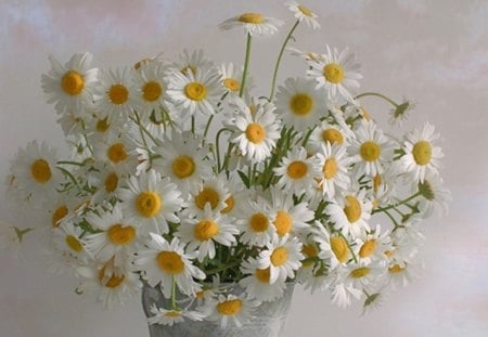 Beautiful Daisies - white, soft, flowers, daisies, still life