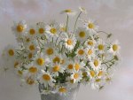 Beautiful Daisies