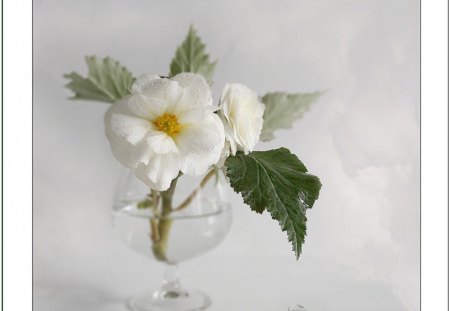 Still life - white, flower, still life, soft