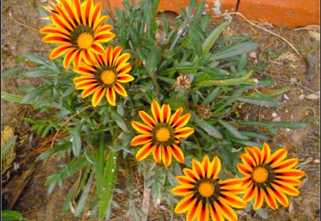 Beauty in simplicity - hardy fowers, gazanias, orange, garden flowers, flowers