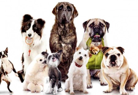 A lot of dogs. - dogs, cute, dog, pet