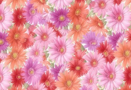 Flower background - daisy, flowers, background, pink