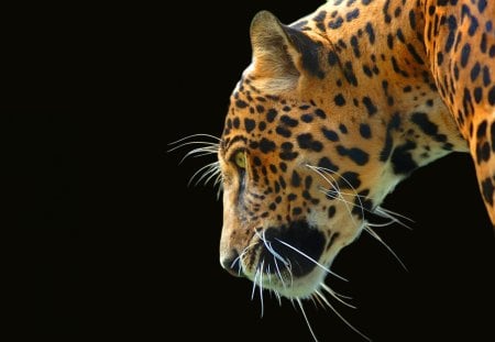 What a beauty. - leopard, zoo, wild life, big cat, panther