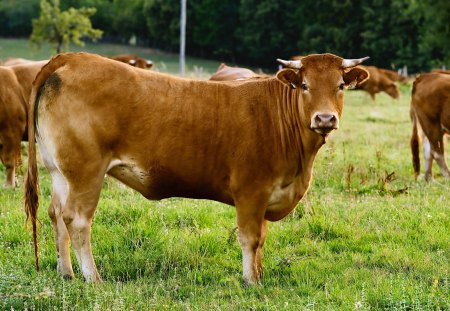 Brown cow - cow, domestic, brown, grass, jersey, farm