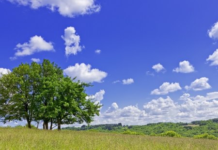 A place to be. - landscape, cloud, skies, summer, field, tree, grass