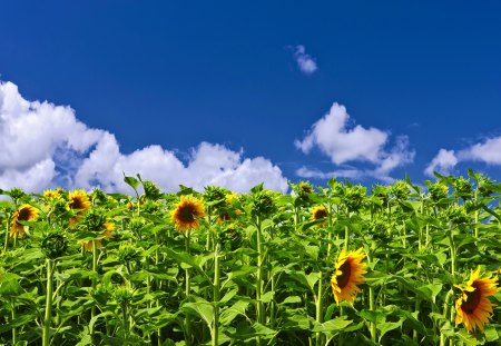 Sunflower field - skies, sunflower, summer, field, sun