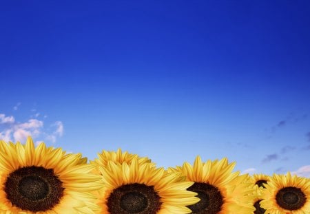 Sunflowers - skies, flower, sunflower, blue