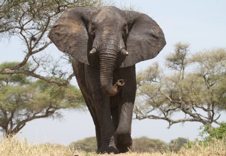 The migthy elephant - stunning, elephant, wild life, amazing