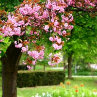 Magnolia flowers