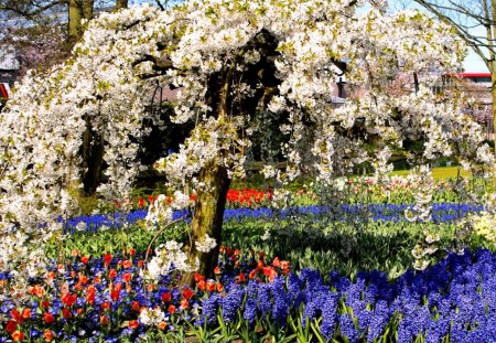 Spring Garden - hyacinths, tulips, colors, tree