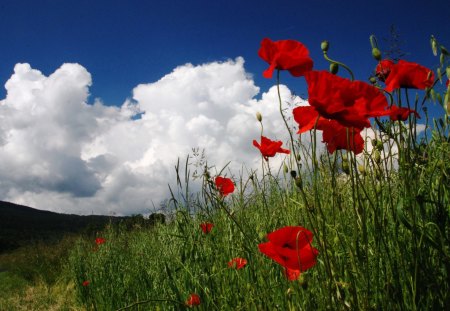 Poppies in Field - summer, blue sky, landscape, clouds