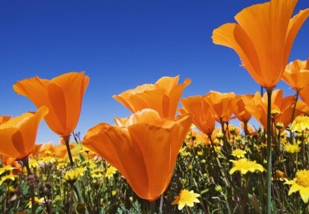 Orange Poppies - landscape, sun, blooms, summer, blue sky