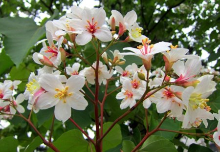 Tung Blossom - flowers, pretty, lovely, tung blossom