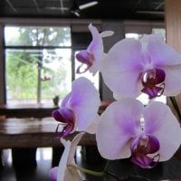 Pretty orchids