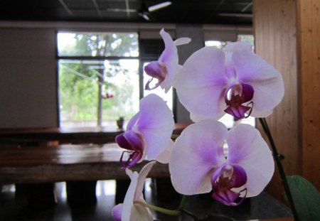 Pretty orchids - purple, beautiful, Pretty, orchids, pink