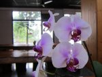 Pretty orchids