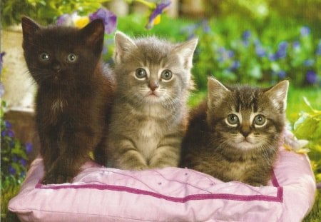 Three kittens on a pillow - paws, pillow, kittens, feline, cute