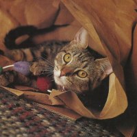 Cat playing in a paper bag