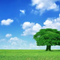 Tree on the meadow