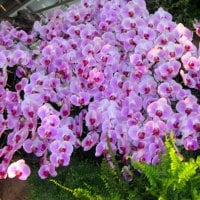 Pretty orchids